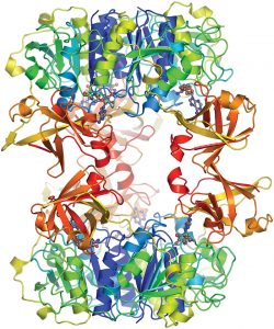 Enzymes are a specific type of catalyst made up of globular proteins, which consist of long chains of amino acids.